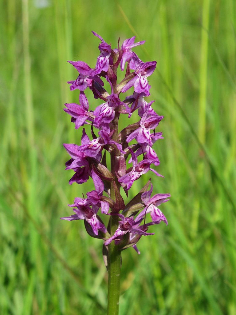 Dactylorhiza majalis
